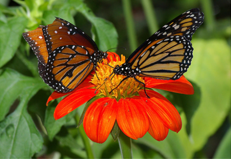 two-monarch-butterflies